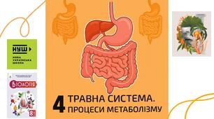 Діагностувальна робота з теми «Травна система. Процеси метаболізму» 8 клас НУШ