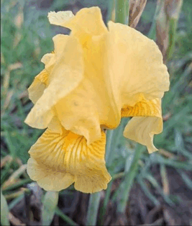 0900nckn-ab3d-274x323.png