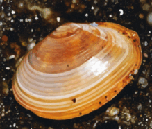 0900nds8-d207-219x186.png