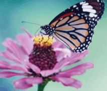 0900ndti-8987-213x182.png