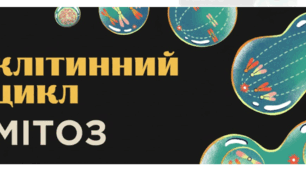 Поділ клітин: клітинний цикл, мітоз. Фази мітозу.