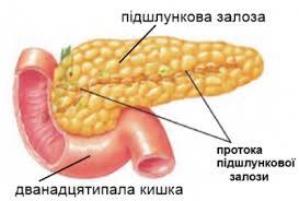Підшлункова залоза, розташування, відділи. — Wiki