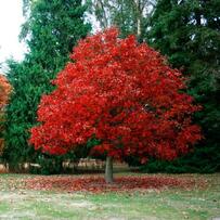 0900nt0m-f760-203x203.jpg