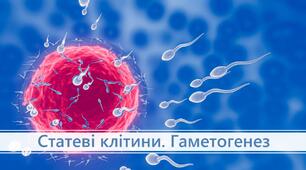 Презентація до теми: "Статеві клітини. Гаметогенез".