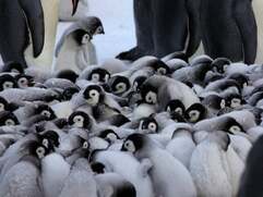 Emperor penguin mass chick huddle in Antarctica - big picture | Birds | The Guardian
