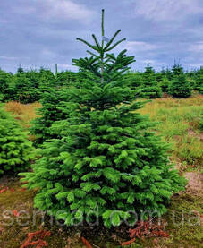 Ялина європейська \ Picea abies (саджанці 2л .2роки )