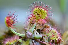 0900nux2-f377-233x155.jpg