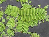 0900nuyu-eda2-162x123.png