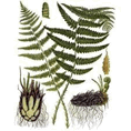 0900nv4s-72ed-118x118.png