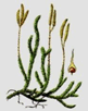 0900nv5e-5e00-81x102.png