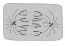 0900nx4m-336d-133x94.png
