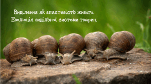 Виділення як властивість живого. Еволюція видільної системи тварин.