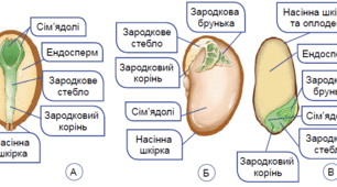 7 клас. НУШ. Біологія. Насінні рослини