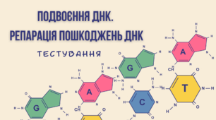 Подвоєння ДНК. Репарація пошкоджень ДНК