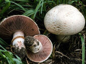 0900o9k3-d4f2-170x127.jpg
