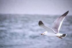 0900obh6-3b50-251x167.jpg