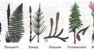 Підведемо підсумки з теми "Різноманітність вищих рослин" (НУШ)