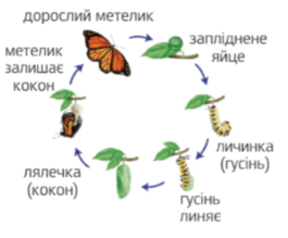 0900p2qp-9d52-265x219.png