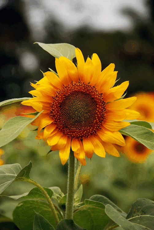 0900p5kt-0a36-502x750.png