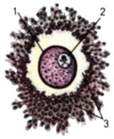 0900p5pu-a459-160x196.png