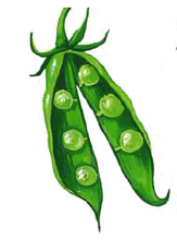 0900p61r-ed42-163x220.png