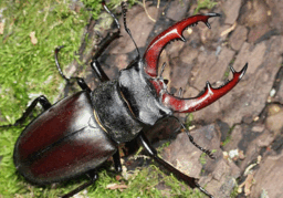 0900pjay-e954-256x179.png