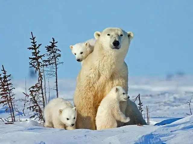 Polar Bear Roundup: This Year's Top 9 Polar Bear Stories