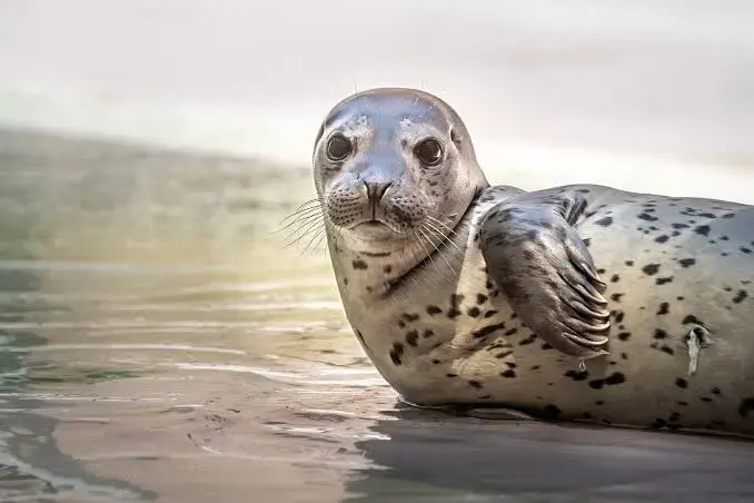 Harbor Seal - Los Angeles Zoo and Botanical Gardens