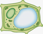 0900pn0o-0219-150x121.png