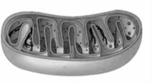 0900pn11-4185-213x117.png