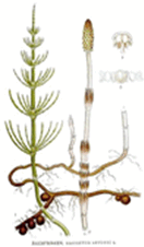 0900pn2z-5774-180x307.png