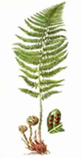 0900pn38-edc3-172x329.png