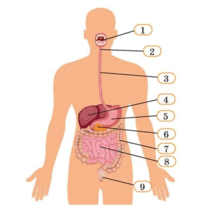 0900pnzv-10eb-220x209.png