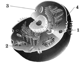 0900q83f-bf63-278x215.png
