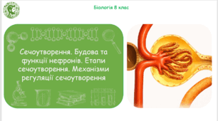 Презентація, конспект уроку та робочі аркуші на тему "Сечоутворення. Будова та функції нефронів. Етапи сечоутворення. Механізми регуляції сечоутворення". 8 клас НУШ