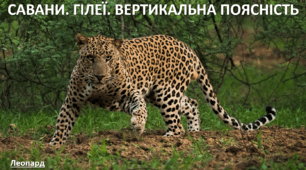 Презентація до уроку: "САВАНИ. ГІЛЕЇ. ВЕРТИКАЛЬНА ПОЯСНІСТЬ"
