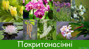 Покритонасінні. Різноманітність покритонасінних