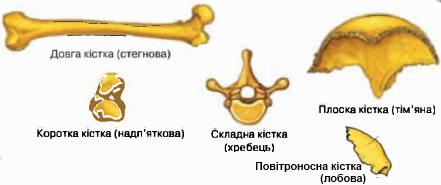 Кісткова тканина Хімічний склад кісток Типи кісток за будовою Типи з'єднання кісток Ріст кісток » Допомога учням