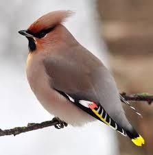 ᐈ Омелюх звичайний (Bombycilla garrulus) | Discover.in.ua