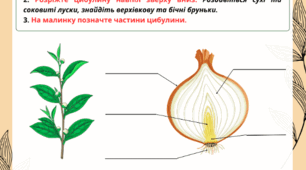 Робочий аркуш “Будова цибулини” для 7 класу НУШ