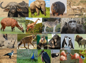 0900s061-c728-281x205.png