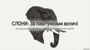 Слони: за лаштунками величі