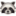 🦝