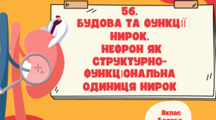 Презентація до уроку «§56. Будова і функції нирок. Нефрон як структурно-функціональна одиниця нирок»  8клас НУШ