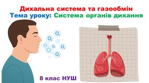 Презентація з біології: Дихальна система та газообмін. Система органів дихання. 8 клас НУШ.