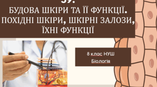 Презентація до уроку «§59.Будова шкіри та її функції. Похідні шкіри, шкірні залози, їхні функції»  8клас НУШ