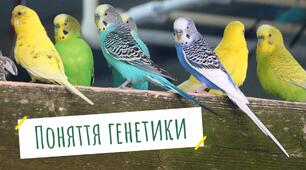 Поняття генетики
