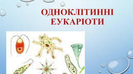 Одноклітинні гетеротрофні еукаріотичні організми  (підготовка до НМТ )