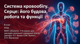 Серце: його будова, робота та функції
