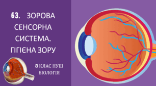 Презентація до уроку «§63.Зорова сенсорна система. Гігієна зору»  8клас НУШ
